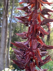 Melianthus