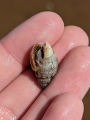 Buccinoidea