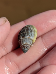 Buccinoidea