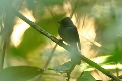 Elminia nigromitrata