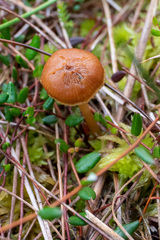 Galerina paludosa