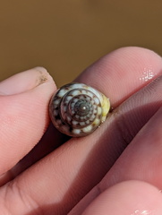 Buccinoidea