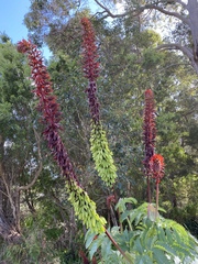 Melianthus