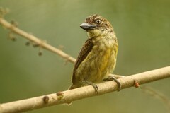 Pogoniulus scolopaceus