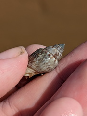 Buccinoidea