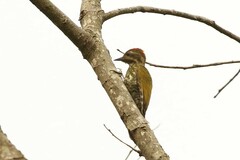 Chloropicus lugubris