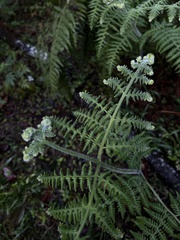 Dennstaedtiaceae