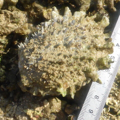 Spondylus