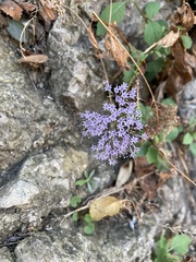 Trachelium caeruleum