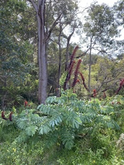 Melianthus