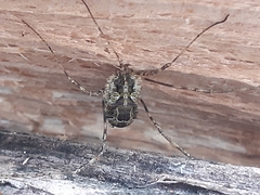Lacinius dentiger