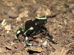 Dendrobates auratus