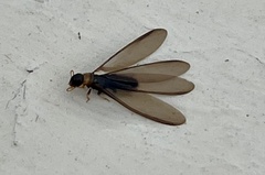 Kalotermes flavicollis