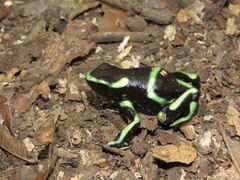 Dendrobates auratus