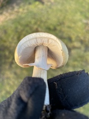 Agrocybe praecox