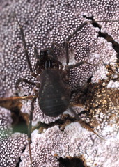 Opiliones