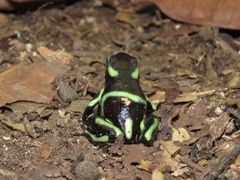 Dendrobates auratus