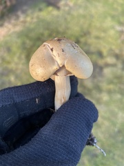 Agrocybe praecox