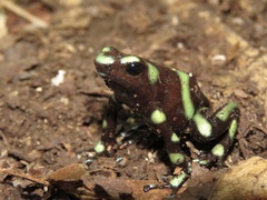 Dendrobates auratus