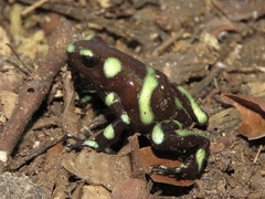 Dendrobates auratus