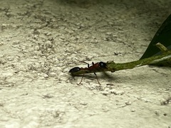 Tetraponera rufonigra