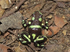 Dendrobates auratus