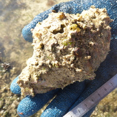 Hippopus hippopus