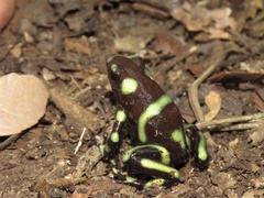 Dendrobates auratus