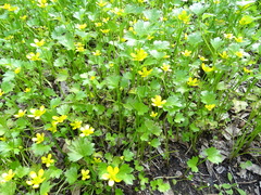 Ranunculus muricatus