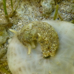 Plakobranchus ocellatus