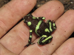 Dendrobates auratus