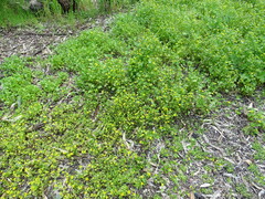 Ranunculus muricatus