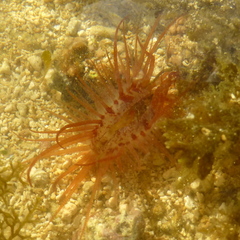 Limaria fragilis