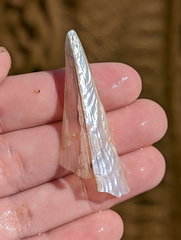 Pinnidae
