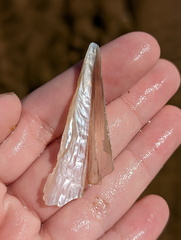 Pinnidae