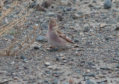 Bucanetes mongolicus