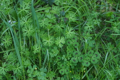 Geranium dissectum