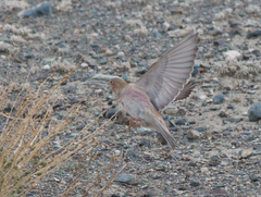 Bucanetes mongolicus