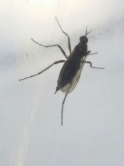 Empididae