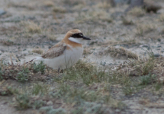Charadrius leschenaultii