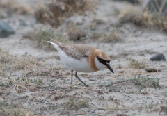 Charadrius leschenaultii