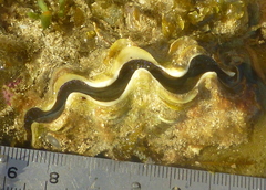Tridacna maxima