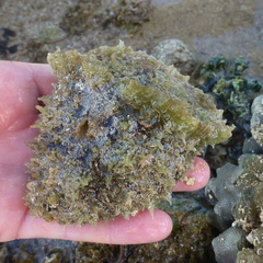 Dolabella auricularia