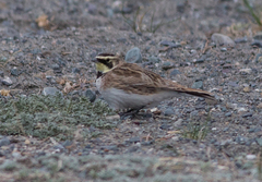 Eremophila alpestris flava