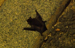 Chiroptera