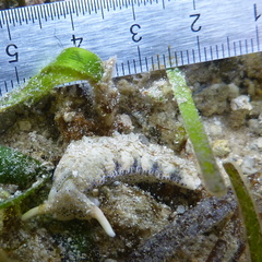 Plakobranchus ocellatus