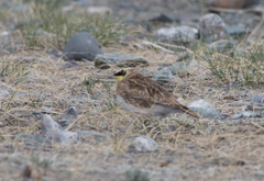 Eremophila alpestris flava