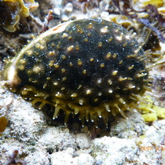 Cypraea tigris