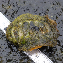 Acanthopleura gemmata