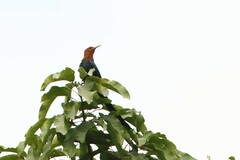 Rhinopomastus castaneiceps